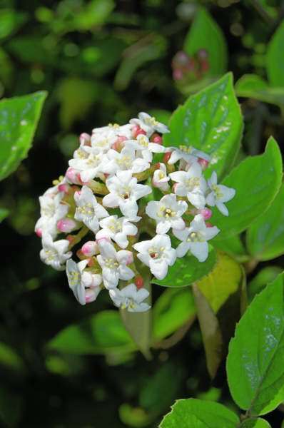 Burkwood Viburnum flower bud